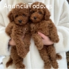 Preciosos cachorros beagle para adopció