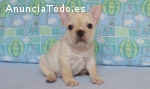 Preciosos cachorros Bulldog frances