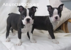 Preciosos cachorros de Boston Terrier en