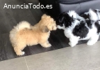 Preciosos cachorros Havanés