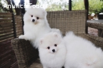 Preciosos cachorros Pomerania en busca d