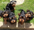 ??Preciosos cachorros Yorkshire Terrie