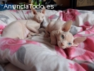 Preciosos gatos sphynx