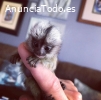 Preciosos monos tití bebés en venta.