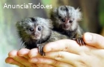 Preciosos monos tití disponibles.