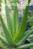 Proyecto bienestar con aloe vera