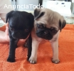 Pug cachorros 3 chicas 3 niños (2 chicos