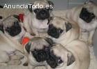 pug cachorros super guapo