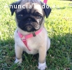 Pug Carlino macho y hembra con Fca