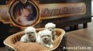 Puppydiamond mascotas cria i venda de cadells, 