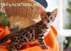 Pura raza de gatitos de Bengala para la