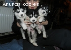 Pura raza Husky siberiano