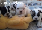 Regalo bulldog francés cachorros para ad