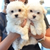Regalo Cachorros Bichón Maltés Whatsapp