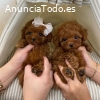 Regalo Cachorros Caniche Toy