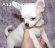 Regalo cachorros chihuahua macho y hemb