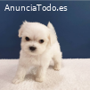 Regalo cachorros de bichon maltes mini