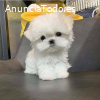 Regalo cachorros de bichon maltes mini