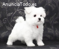 Regalo cachorros de bichon maltes mini