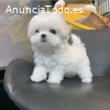 Regalo cachorros de bichon maltes mini