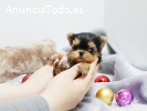 REGALO CACHORROS ED YORKSHIRE EN ADOPCIO