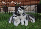 Regalo Cachorros Husky Siberiano