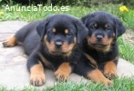 Regalo Cachorros Rottweiler