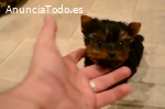 Regalo Cachorros yorkshire terrier mini