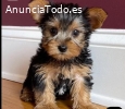 Regalo Cachorros Yorkshire Terrier Mini