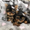 Regalo Cachorros Yorkshire Whatsapp