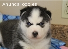 Regalo cahorros de Husky Siberiano