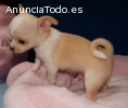 Regalo Chihuahua cachorros magníficos