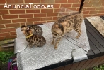 Regalo Gatitos de Bengala lindo y hermos