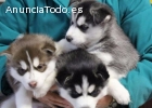 Regalo Husky Siberiano cachorros con ojo