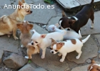 Regalo Macho y Hembra Cachorros Chihuahu