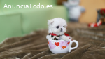 Regalo mini toy cachorros bichon maltes