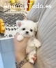 Regalo Mini Toy Cachorros Bichon Maltes