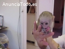 Regalo mono Capuchino en adopcion
