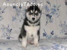 Regalo Siberian husky cachorros gratuito