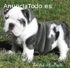 Saludable inglés Bulldog cachorros (grat