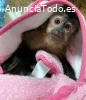 ¡Se venden crías de capuchino, ardilla,