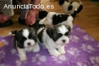 Shih tzu ahora listos para su adopción