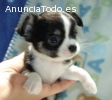 Super dulce cachorro chihuahua MINI con