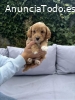 Tenemos hermosos cachorros caniche