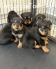 Tenemos hermosos cachorros rottweiler