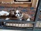 Tenemos hermosos cachorros Shih Tzu