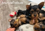 Tenemos hermosos cachorros Yorkshire