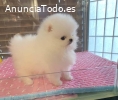 Two Friendly tiny Teacup Pomeranian Pupp