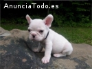 VENTA URGENTE DE CACHORRO BULLDOG FRANCE